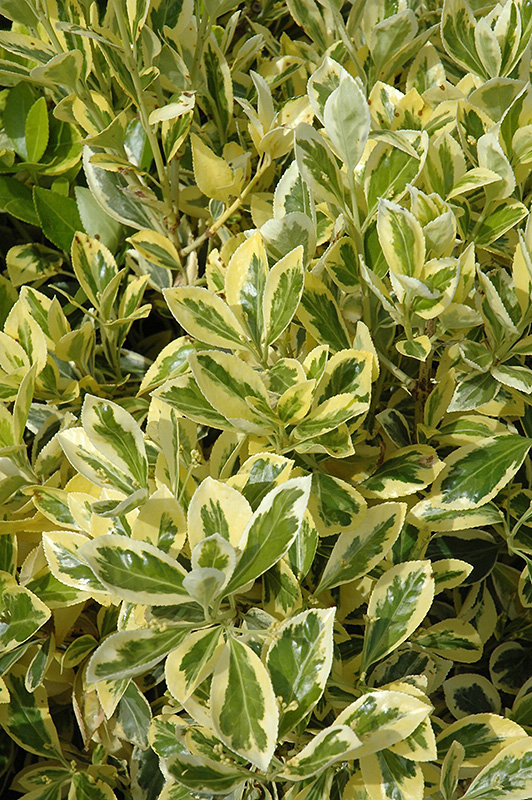 Silver King Euonymus (Euonymus japonicus 'Silver King') at Flagg's Garden Center