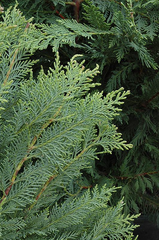 Leyland Cypress (Cupressocyparis x leylandii) at Flagg's Garden Center