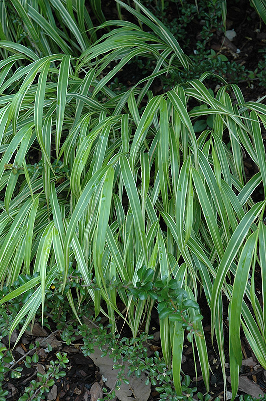 White Striped Hakone Grass (Hakonechloa macra 'Albo Striata') at Flagg's Garden Center