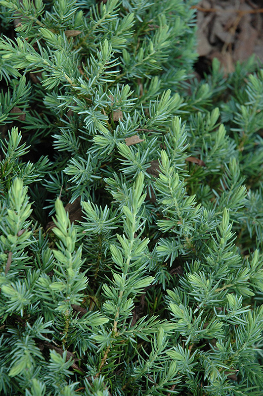 Blue Pacific Shore Juniper (Juniperus conferta 'Blue Pacific') at Flagg's Garden Center
