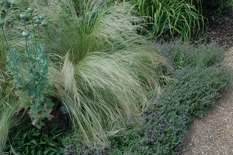 Mexican Feather Grass (Nassella tenuissima) at Flagg's Garden Center