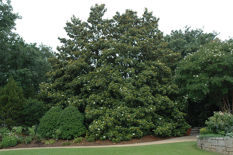 Edith Bogue Magnolia (Magnolia grandiflora 'Edith Bogue') at Flagg's Garden Center