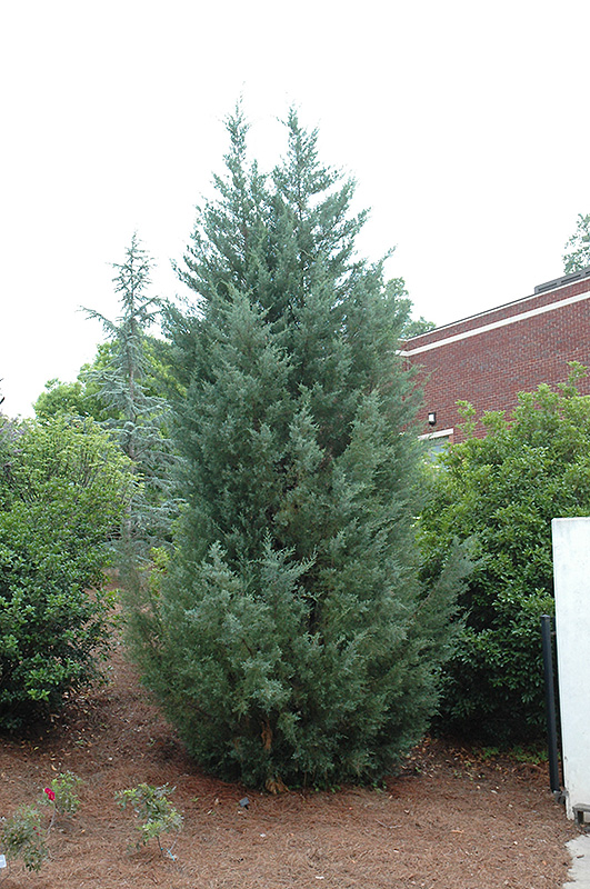 burkii red cedar