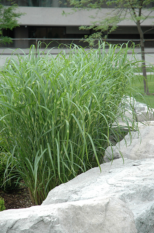 Zebra Grass (Miscanthus sinensis 'Zebrinus') at Flagg's Garden Center