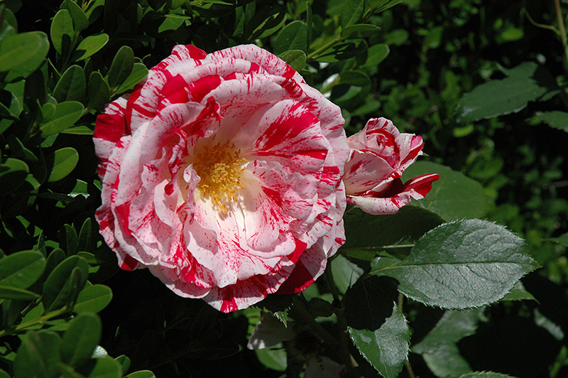 Scentimental Rose (Rosa 'Scentimental') at Flagg's Garden Center