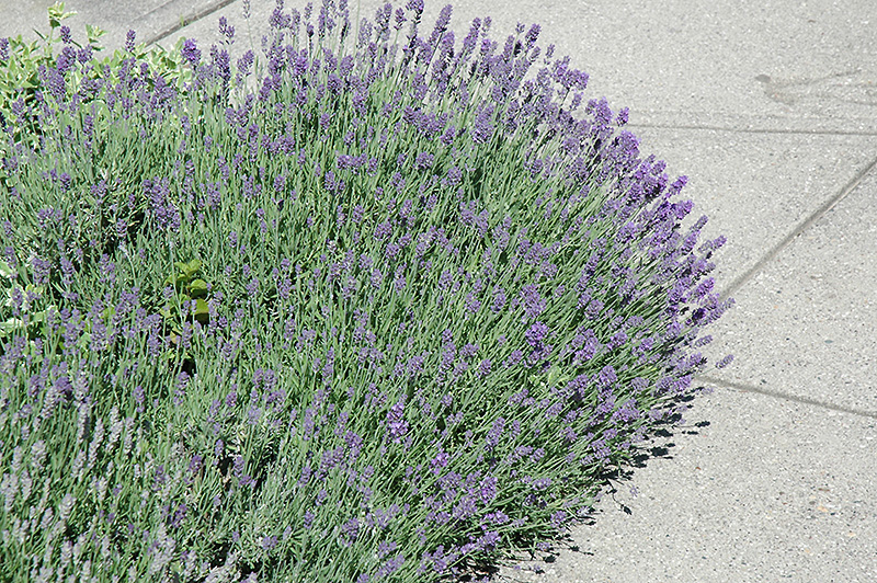 Munstead Lavender (Lavandula angustifolia 'Munstead') at Flagg's Garden Center