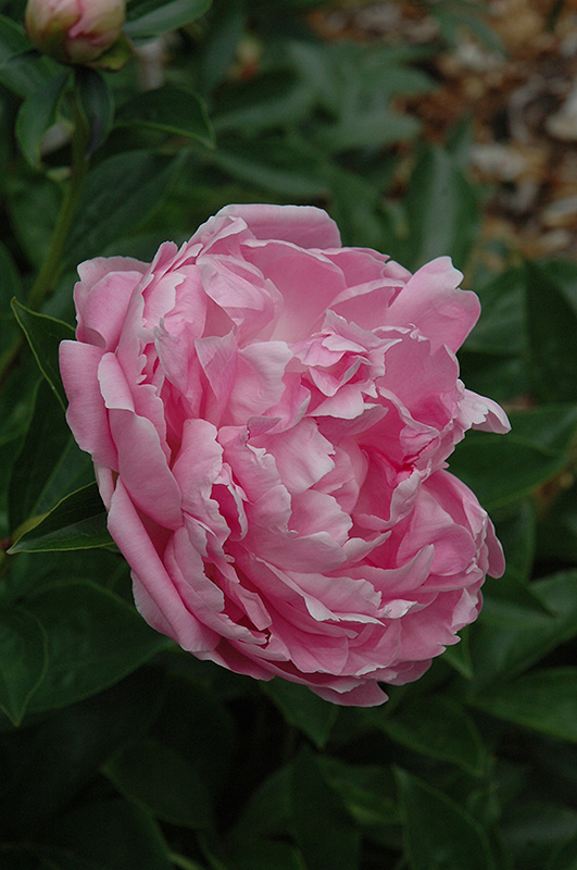 Peony Baroness Schroeder