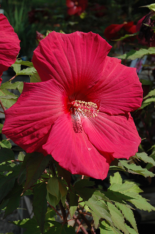 Sultry Kiss Hibiscus (Hibiscus 'Sultry Kiss') at Flagg's Garden Center