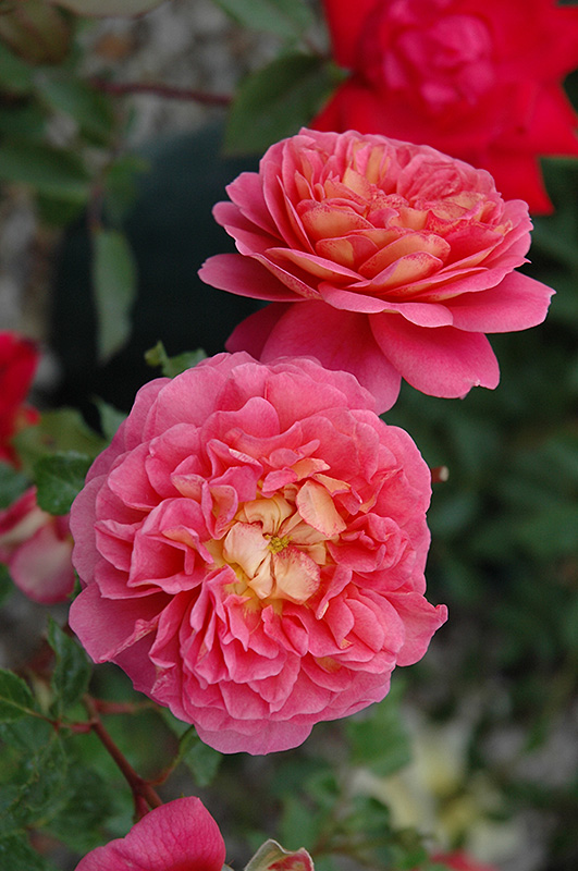 Christopher Marlowe Rose