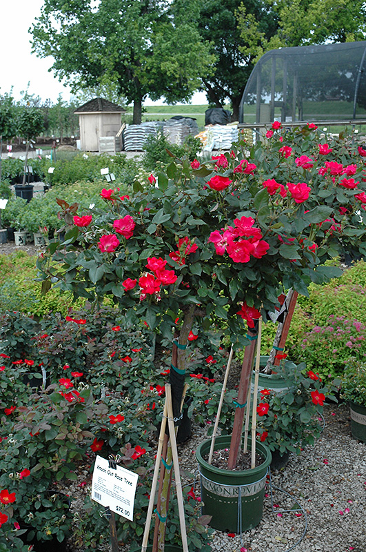 Knock Out Rose Tree (Rosa 'Radrazz') at Flagg's Garden Center
