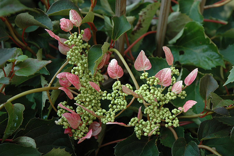 Rosea Hydrangea Vine (Schizophragma hydrangeoides 'Rosea') at Flagg's Garden Center
