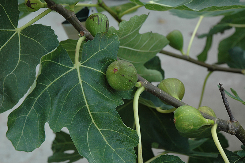 Mission Fig (Ficus carica 'Mission') at Flagg's Garden Center