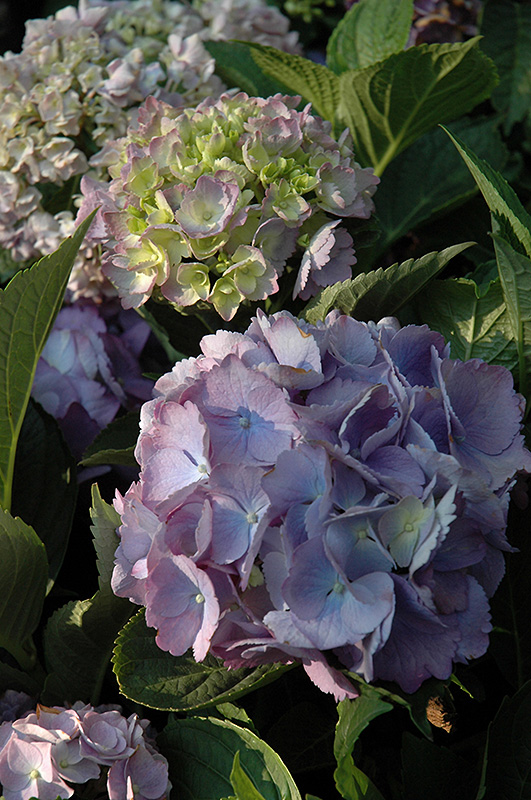 Forever And Ever Hydrangea (Hydrangea macrophylla 'Forever And Ever') at Flagg's Garden Center