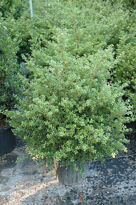 Japanese Holly Compacta
