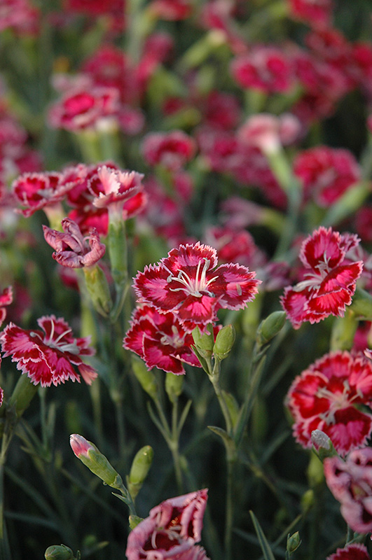 Cranberry Ice Pinks (Dianthus 'Cranberry Ice') at Flagg's Garden Center