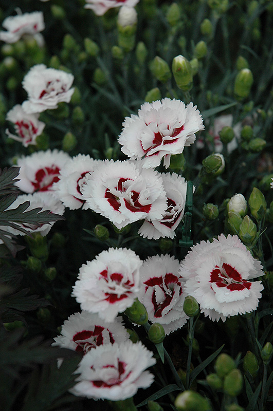 Scent First Coconut Surprise Pinks (Dianthus 'WP05Yves') at Flagg's Garden Center