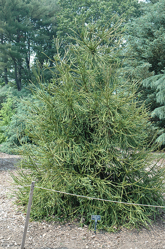 Araucarioides Japanese Cedar (Cryptomeria japonica 'Araucarioides') at Flagg's Garden Center