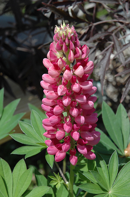 Gallery Red Lupine (Lupinus 'Gallery Red') at Flagg's Garden Center