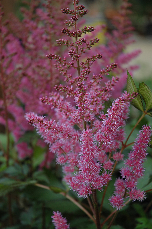 Maggie Daley Astilbe (Astilbe chinensis 'Maggie Daley') at Flagg's Garden Center
