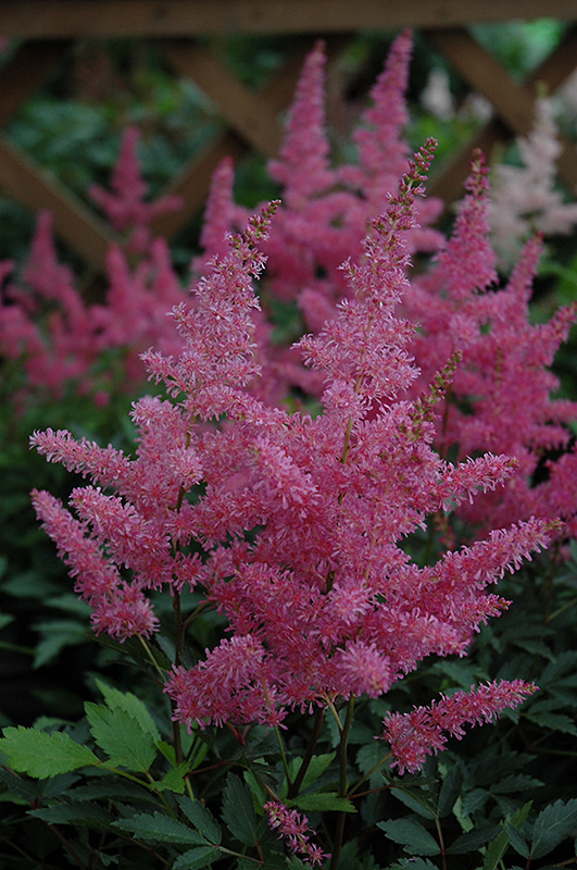 Younique Lilac Astilbe (Astilbe 'Verslilac') at Flagg's Garden Center
