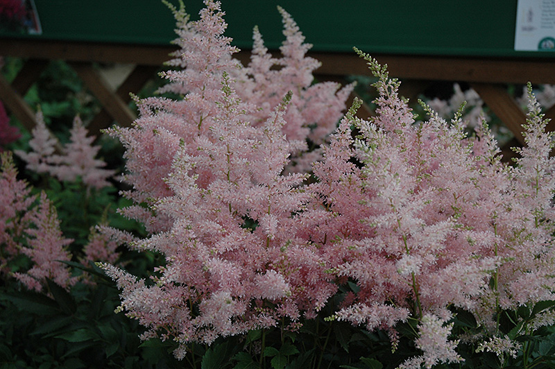 Younique Silvery Pink Astilbe (Astilbe 'Verssilverypink') at Flagg's Garden Center