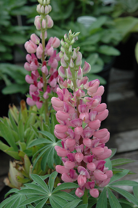 Gallery Pink Lupine (Lupinus 'Gallery Pink') at Flagg's Garden Center