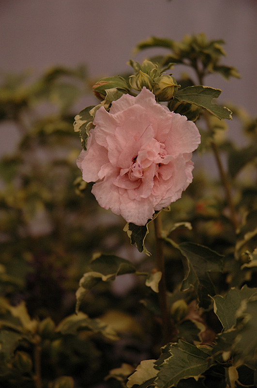 Sugar Tip Rose of Sharon (Hibiscus syriacus 'America Irene Scott') at Flagg's Garden Center