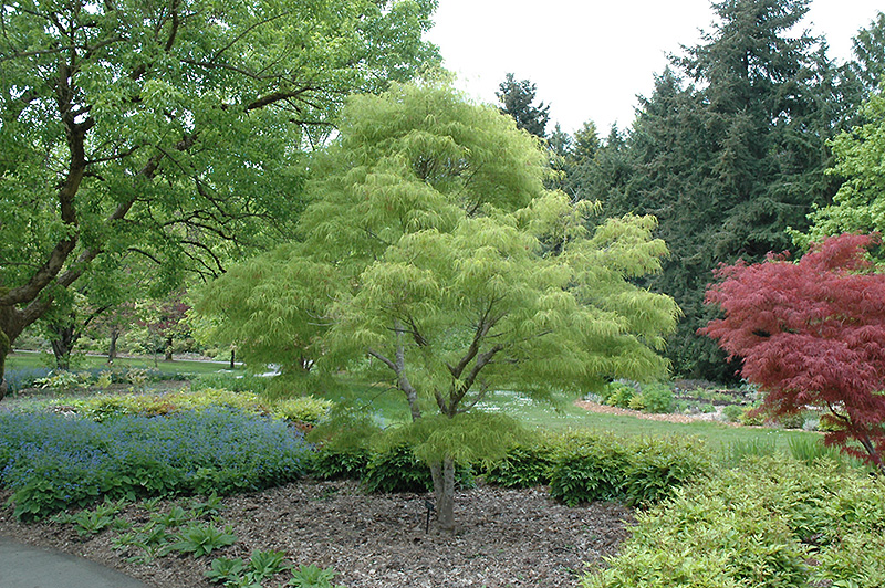 Koto No Ito Japanese Maple (Acer palmatum 'Koto No Ito') at Flagg's Garden Center