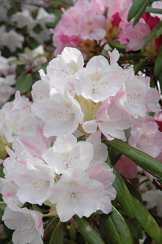 Yakushima Rhododendron (Rhododendron yakushimanum) at Flagg's Garden Center