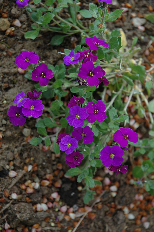 Royal Violet Rock Cress (Aubrieta 'Royal Violet') at Flagg's Garden Center