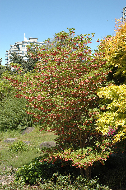 Redvein Enkianthus (Enkianthus campanulatus) at Flagg's Garden Center