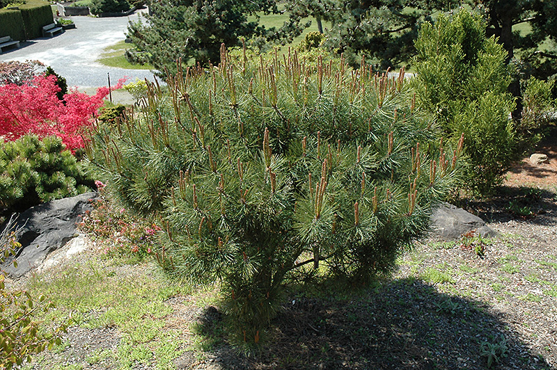 Japanese Umbrella Pine (Pinus densiflora 'Umbraculifera') at Flagg's Garden Center