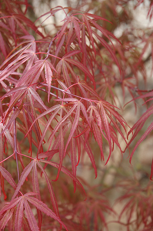 Ribbon-leaf Japanese Maple (Acer palmatum 'Atrolineare') at Flagg's Garden Center
