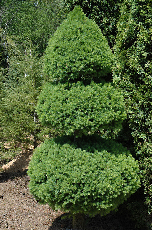 Dwarf Alberta Spruce (Picea glauca 'Conica (pom pom)') at Flagg's Garden Center