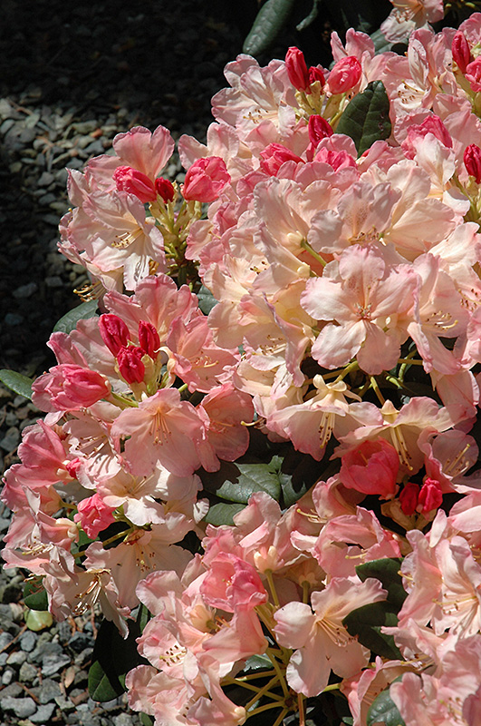 Percy Wiseman Rhododendron (Rhododendron 'Percy Wiseman') at Flagg's Garden Center