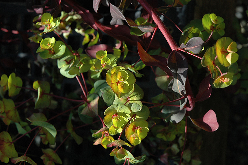 Ruby Glow Wood Spurge (Euphorbia amygdaloides 'Waleuphglo') at Flagg's Garden Center