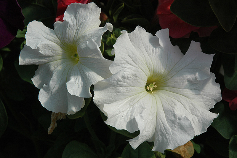 Dreams White Petunia (Petunia 'Dreams White') at Flagg's Garden Center
