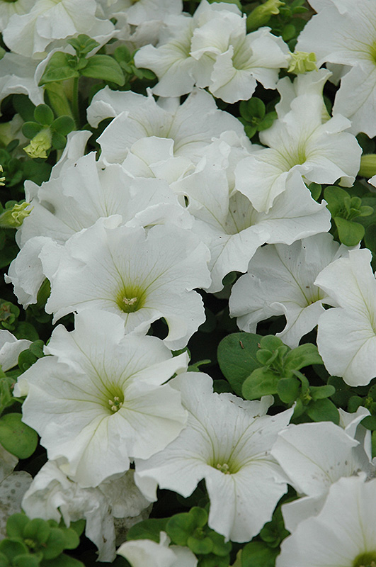 Dreams White Petunia (Petunia 'Dreams White') at Flagg's Garden Center
