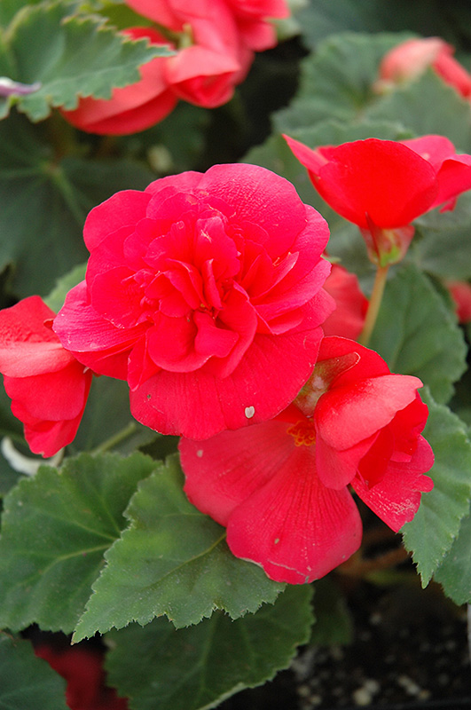 Nonstop Rose Pink Begonia (Begonia 'Nonstop Rose Pink') at Flagg's Garden Center