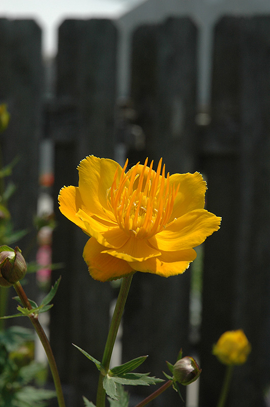 Orange Princess Globeflower (Trollius x cultorum 'Orange Princess') at Flagg's Garden Center