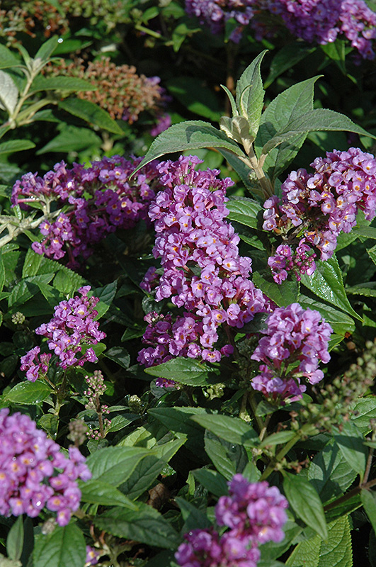 Lo & Behold Purple Haze Butterfly Bush (Buddleia 'Purple Haze') at Flagg's Garden Center