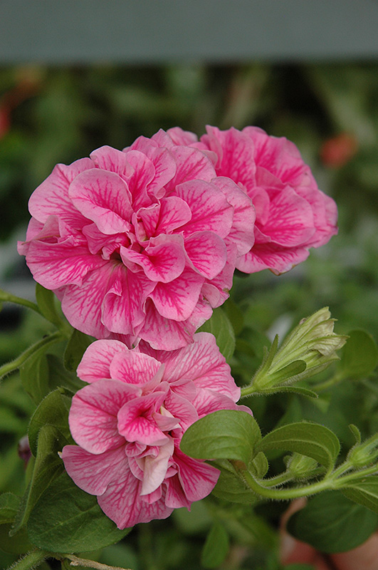 Double Wave Pink Petunia (Petunia 'Double Wave Pink') at Flagg's Garden Center