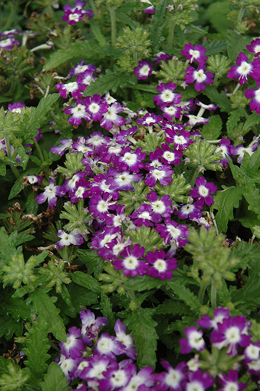 Obsession Blue With Eye Verbena (Verbena 'Obsession Blue With Eye') at Flagg's Garden Center