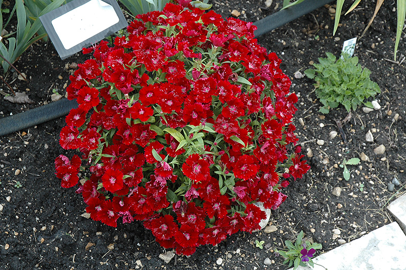 Floral Lace Crimson Pinks (Dianthus 'Floral Lace Crimson') at Flagg's Garden Center