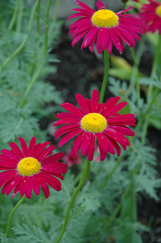 Robinson's Red Painted Daisy (Tanacetum coccineum 'Robinson's Red') at Flagg's Garden Center