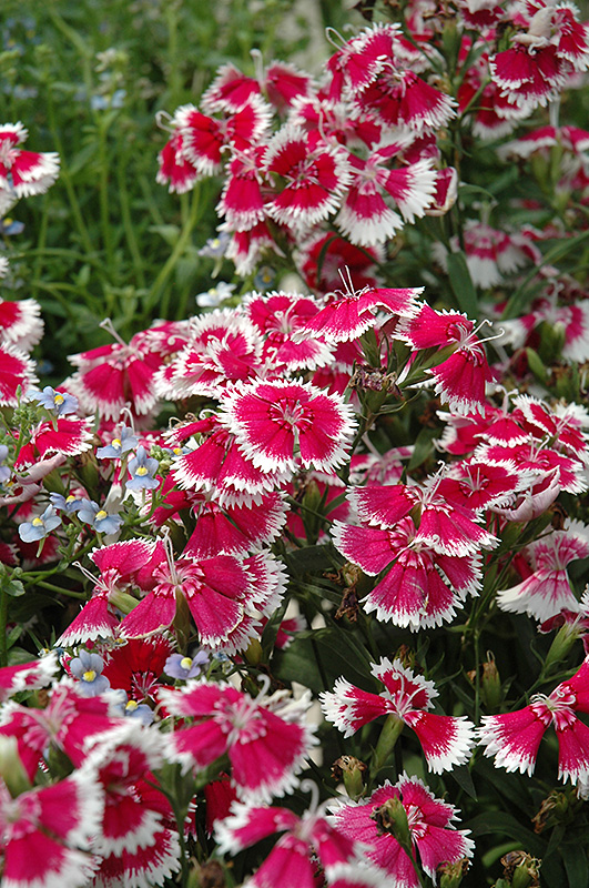 Floral Lace Mix Pinks (Dianthus 'Floral Lace Mix') at Flagg's Garden Center