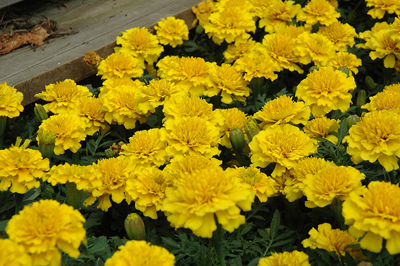 Janie Bright Yellow Marigold (Tagetes patula 'Janie Bright Yellow') at Flagg's Garden Center