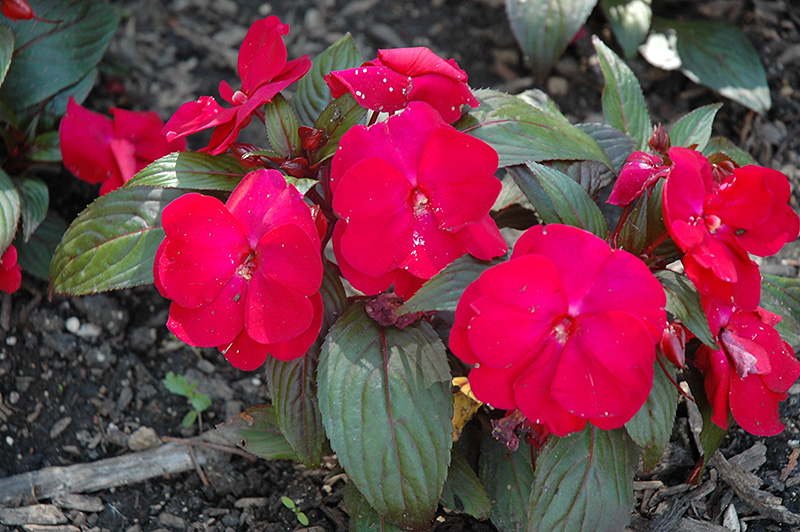 Accent Red Impatiens (Impatiens walleriana 'Accent Red') at Flagg's Garden Center