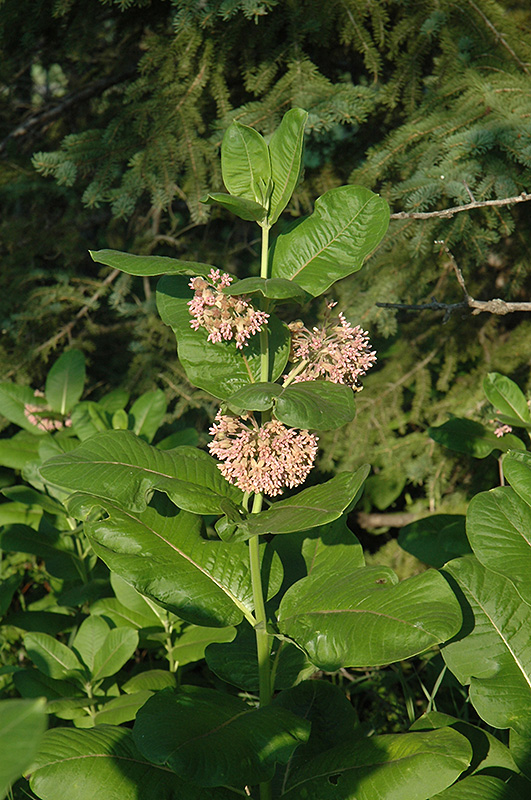 Common Milkweed (Asclepias syriaca) at Flagg's Garden Center