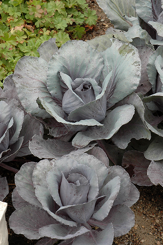 Ruby Perfection Red Cabbage (Brassica oleracea var. capitata 'Ruby Perfection') at Flagg's Garden Center
